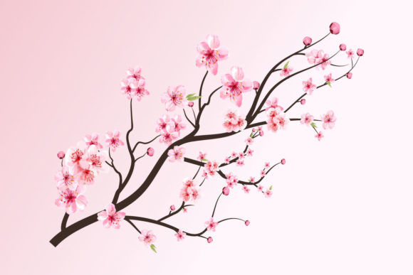 Cherry Blossom Blooming Sakura Vector: Graphic Templates