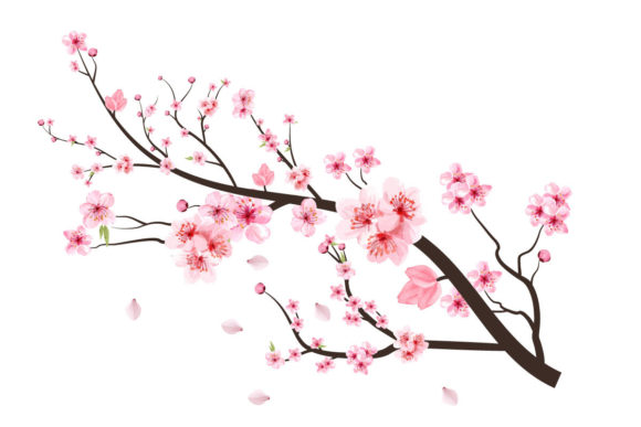 Cherry Blossom Branch Flower Bud Falling Graphic Templates Review