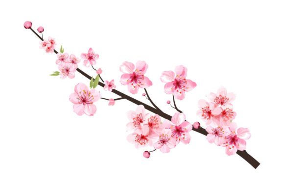 Cherry Blossom with Blooming Pink Flower Graphic Templates